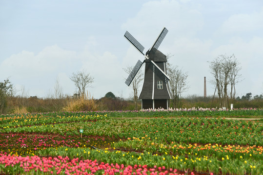 荷兰郁金香及风车
