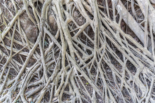 樹根