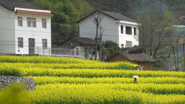 美丽乡村