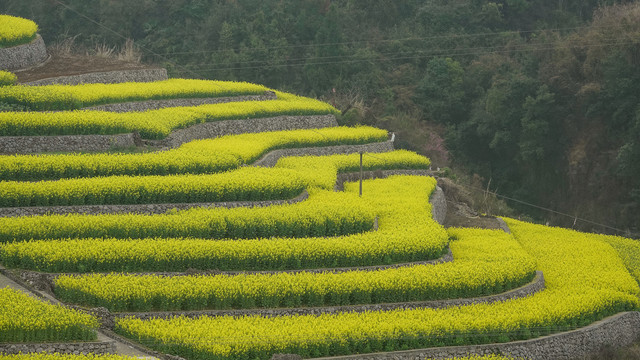 油菜花