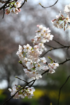 樱花