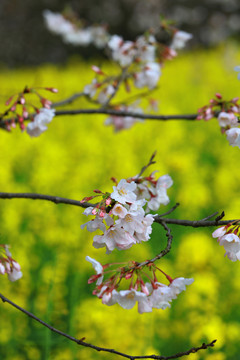 樱花