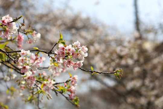 樱花