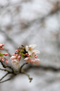 樱花