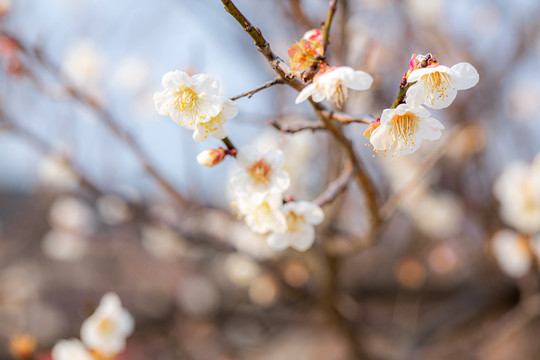 白梅花开