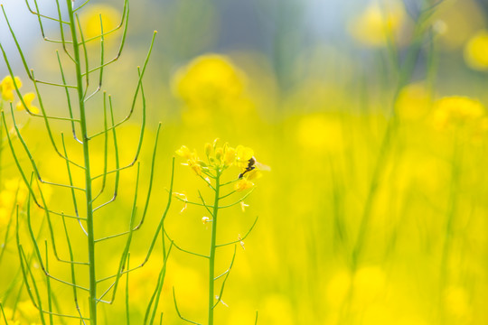 油菜花里的蜜蜂