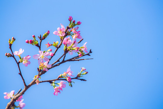 一串樱花