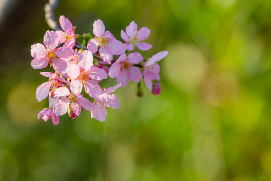 粉色樱花