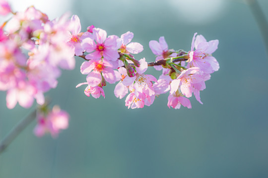 唯美粉樱花