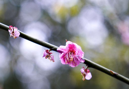 紫叶李