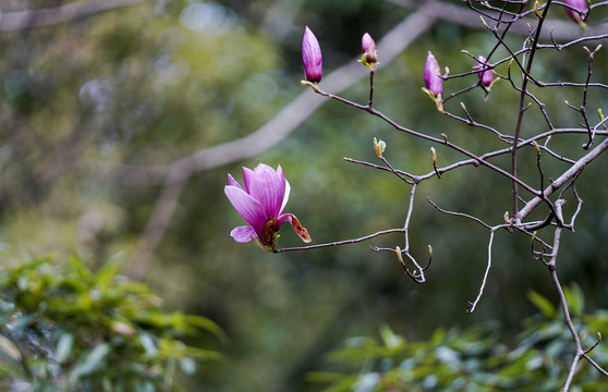 紫兰花