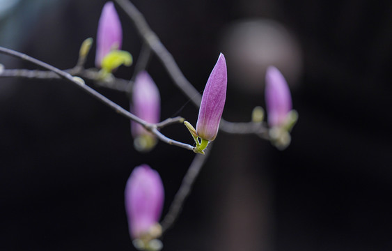 紫兰花