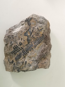 特尔马叶化石