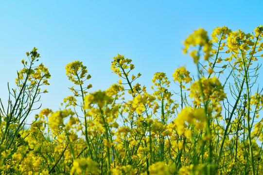 油菜花