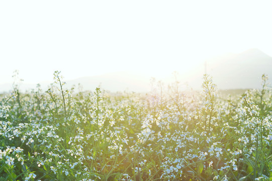 阳光油菜花