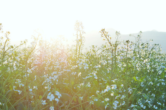 阳光油菜花