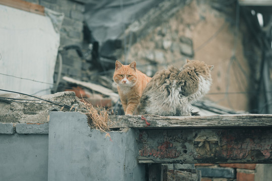 胡同猫