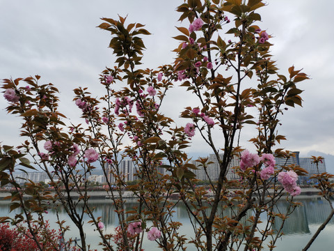 樱花