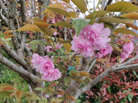 樱桃花