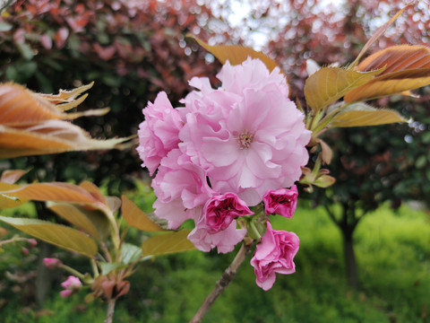 樱花