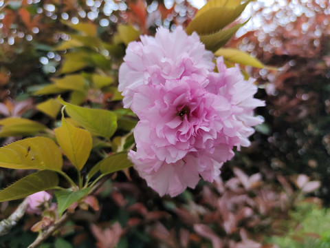 樱花特写