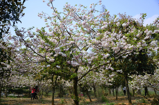 樱花