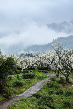 云雾缭绕的茶山自然风光