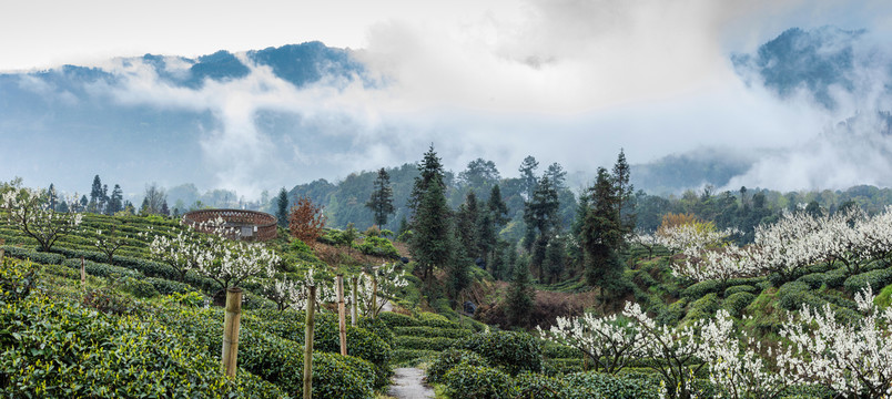 云雾缭绕的茶山自然风光全景图