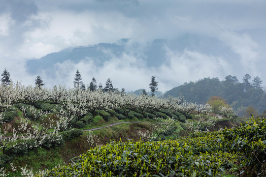 云雾缭绕茶山自然风光