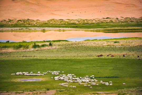 生态恶化后的草原湖泊沙漠羊群