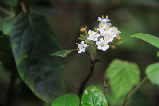 小白花