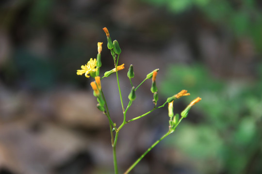 小黄花