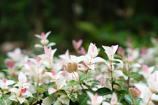 春天夏天植物