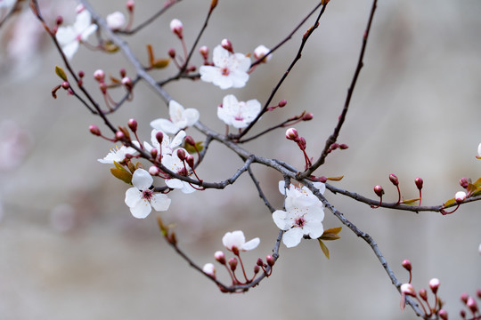 樱花