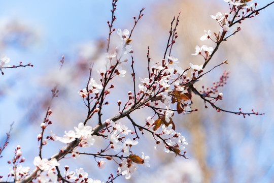 樱花