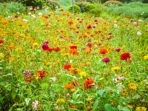 百日菊