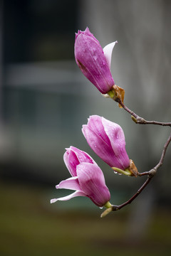 春天盛开的紫玉兰