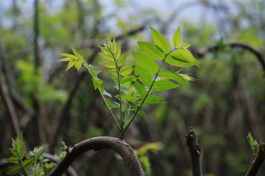 香椿