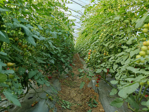 番茄种植大棚
