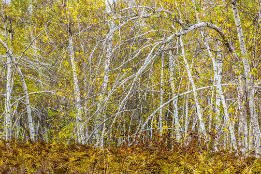秋季野生白桦林
