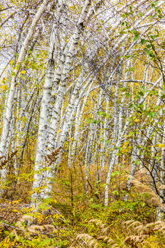 秋季白桦树林竖幅