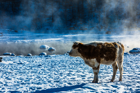 冬季河边奶牛