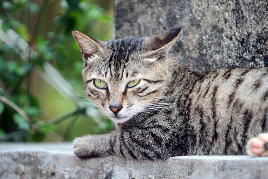 野猫