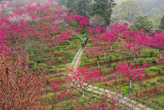 桃花