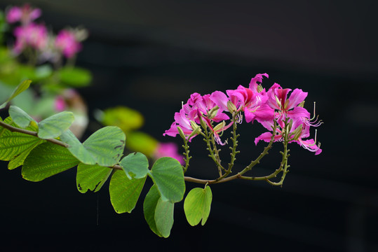 紫荆花特写