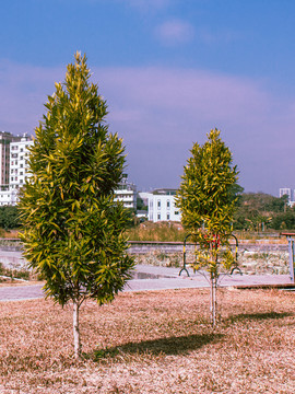 两棵文艺小树