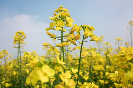 油菜花