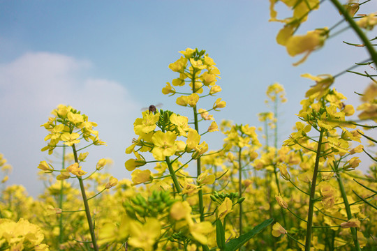 油菜花