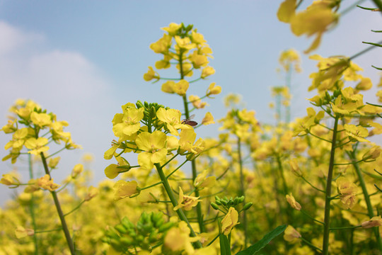 油菜花和蜜蜂