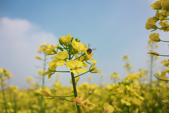 油菜花和蜜蜂